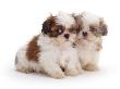 Two Shih Tzu Pups Sitting Together, 7 Weeks Old by Jane Burton Limited Edition Pricing Art Print