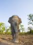 Asian Indian Elephant Bandhavgarh National Park, India. 2007 by Tony Heald Limited Edition Print