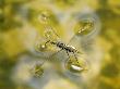 Pond Skater Mating Pair Von Water Viewed From Above, Wales, Uk by Andy Sands Limited Edition Print