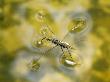 Pond Skater Mating Pair Von Water Viewed From Above, Wales, Uk by Andy Sands Limited Edition Pricing Art Print