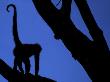 Silhouette Of Black-Handed Spider Monkey Standing In Tree, Costa Rica by Edwin Giesbers Limited Edition Print