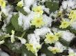 Common Primroses With Covering Of Snow, Norfolk, Uk by Gary Smith Limited Edition Print