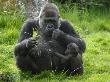 Western Lowland Gorilla Mother Feeding With Baby Investigating Grass. Captive, France by Eric Baccega Limited Edition Print