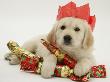 Golden Retriever Puppy With Christmas Crackers Wearing Paper Hat by Jane Burton Limited Edition Print