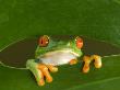 Red-Eyed Tree Frog Looking Through Hole In A Leaf, Costa Rica by Edwin Giesbers Limited Edition Print