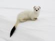 Stoat In White Winter Coat, Kronotsky Zapovednik, Kamchatka, Far East Russia, April by Igor Shpilenok Limited Edition Print