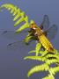 Broad-Bodied Chaser Dragonfly On Fern, Clearly Showing Veins In Wings. Cornwall, Uk by Ross Hoddinott Limited Edition Print