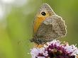 Meadow Brown Butterfly Feeding On Marjoram, Hertfordshire, England, Uk by Andy Sands Limited Edition Print