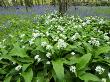 Wild Garlic Ramsons Among Bluebells In Spring Woodland, Lanhydrock, Cornwall, Uk by Ross Hoddinott Limited Edition Print