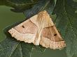 Scalloped Oak Moth On Oak Leaves, Hertfodshire, England, Uk by Andy Sands Limited Edition Print