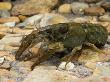 White Clawed Crayfish West Sussex, England, Uk by Andy Sands Limited Edition Print