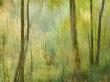 Impression Of An Autumn Forest, North Lanarkshire, Scotland, Uk, 2007 by Niall Benvie Limited Edition Pricing Art Print