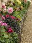 Dahlia Flowers Growing In Wooden Tubs In Summer, Uk by Gary Smith Limited Edition Print