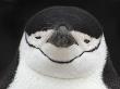 Chinstrap Penguin Head Portrait, Antarctica by Edwin Giesbers Limited Edition Print