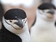 Chinstrap Penguin Antarctica by Edwin Giesbers Limited Edition Print