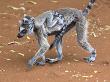 Ring-Tailed Lemur Mother Carrying Baby On Back, Berenty Private Reserve, Southern Madagascar by Mark Carwardine Limited Edition Pricing Art Print