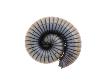 Millipede Rolled Up For Defense, Alicante, Spain by Niall Benvie Limited Edition Print