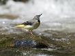 Grey Wagtail Female On Rock In Fast Flowing Upland Stream, Upper Teesdale, Co Durham, England, Uk by Andy Sands Limited Edition Print