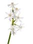 Wild Narcissus In Flower, Spain by Niall Benvie Limited Edition Print