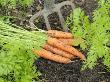 Digging Freshly Grown Carrots, 'Nanco' Uk by Gary Smith Limited Edition Pricing Art Print