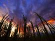 Didiereaceae, Spiny Forest, Berenty Reserve, Madagascar by Edwin Giesbers Limited Edition Print