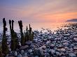 Weathered Groynes On Bossington Beach, Near To Porlock Weir, Exmoor, Somerset, Uk, Sunrise by Adam Burton Limited Edition Print