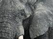 African Elephant Close-Up Of Face, Tanzania by Edwin Giesbers Limited Edition Print