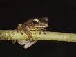 Four-Lined File Eared Tree Frog In Rainforest, Sukau, Sabah, Borneo by Tony Heald Limited Edition Print