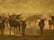 Wildebeest Herd, Tanzania by Edwin Giesbers Limited Edition Pricing Art Print