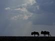 Two Wildebeest Silhouetted, Tanzania by Edwin Giesbers Limited Edition Print