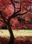 Japanese Maple Leaves Turning Red In Autumn, Westonbirt Arboretum, Gloucestershire by Adam Burton Limited Edition Print
