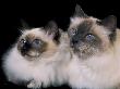 Two Birman Cats Showing Deep Blue Eyes by Adriano Bacchella Limited Edition Print