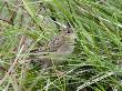 Grasshopper Warbler Skulking Among Grasses, Isle Of Mull, Scotland, Uk by Andy Sands Limited Edition Print