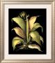 Dramatic Aloe Ii by Basilius Besler Limited Edition Print