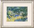 Olive Orchard, C.1889 by Vincent Van Gogh Limited Edition Print