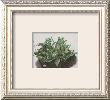 The Small Turf by Albrecht Durer Limited Edition Pricing Art Print