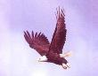 Eagle In The Sky by Bryan Denver Limited Edition Print