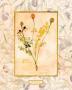 Salad Burnet by Lucinda Foy Limited Edition Print