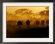Wildebeests And Zebras At Sunset, Amboseli Wildlife Reserve, Kenya by Vadim Ghirda Limited Edition Print