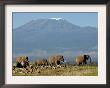 Elephants Backdropped By Mt. Kilimanjaro, Amboseli, Kenya by Karel Prinsloo Limited Edition Print