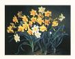 Daffodils In Bloom by Jose Escofet Limited Edition Pricing Art Print