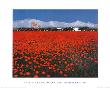 Red Haze by Phil Greenwood Limited Edition Pricing Art Print