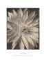 Water Lily 1996 by Tom Baril Limited Edition Print