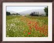 Many States Plant Wildflowers Along Busy Roadsides Or Inside Interstate Medians by Dean Fosdick Limited Edition Print