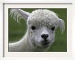 B.C., A 3-Year-Old Alpaca, At The Nu Leafe Alpaca Farm In West Berlin, Vermont by Toby Talbot Limited Edition Print