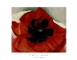 Poppy by Georgia O'keeffe Limited Edition Pricing Art Print