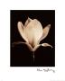 Magnolia by Alan Majchrowicz Limited Edition Pricing Art Print