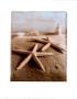 Seashell Iv by Sondra Wampler Limited Edition Pricing Art Print
