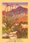 Ocotillo Morning by Anna M. Balentine Limited Edition Print