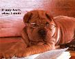 Shar-Pei With Glasses by Ron Kimball Limited Edition Print